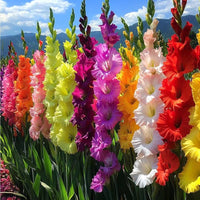 Vibrant Mixed Gladiolus growing in a landscape garden.