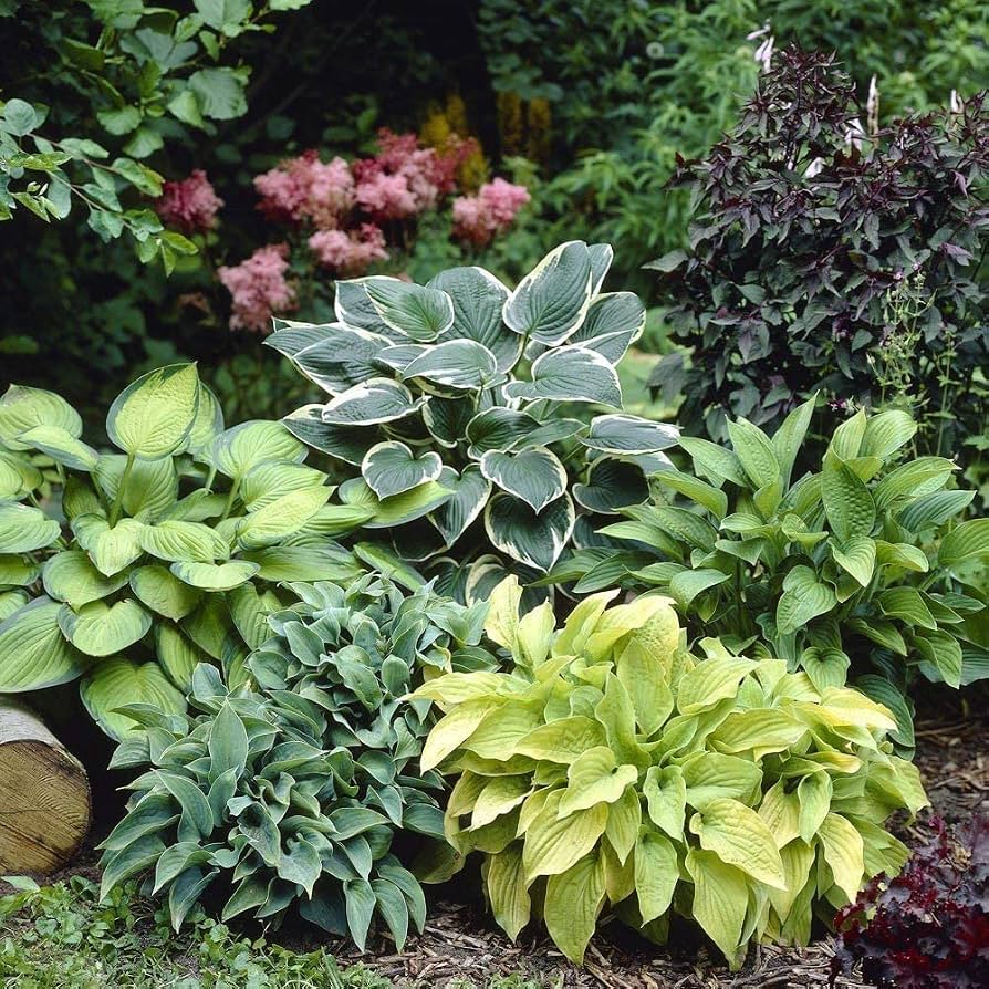 Mixed Hosta perennial roots for shade garden planting.