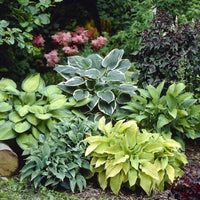 Mixed Hosta perennial roots for shade garden planting.