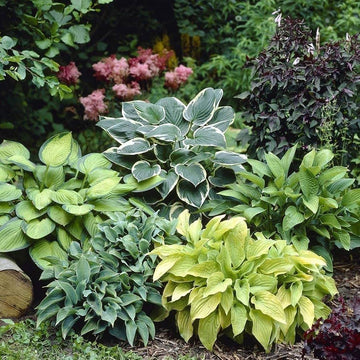 Mixed Hosta perennial roots for shade garden planting.