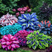 Mixed Hosta plantaginea seeds for planting in shade gardens.