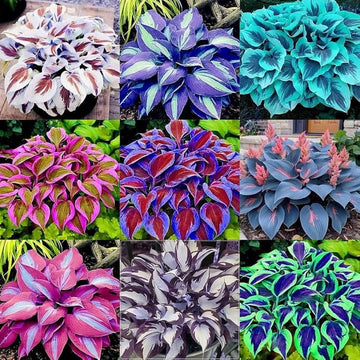 Mixed Hosta roots for shade garden planting.
