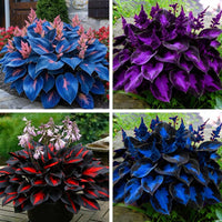 Mixed Hosta ornamental seeds suitable for woodland gardens and containers.