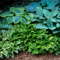 Mixed Hosta plants with colorful foliage in a woodland garden.
