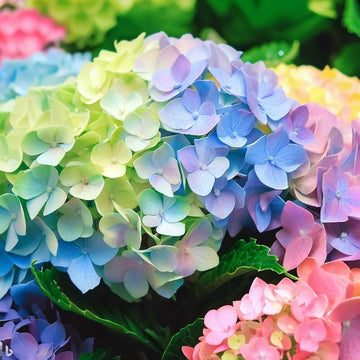 Mixed Hydrangea flower seeds for planting in home gardens and flower beds.
