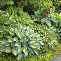 Mixed Jumbo Hosta plants with large ornamental foliage.