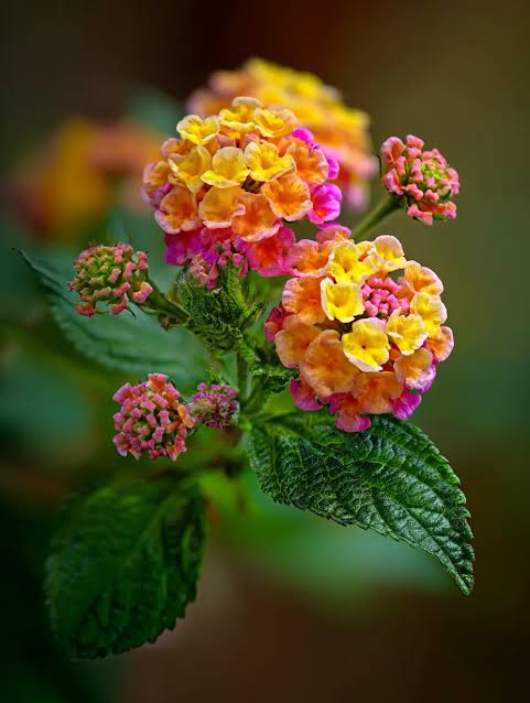Mixed Color Lantana seeds for ornamental landscape planting and decorative gardens.