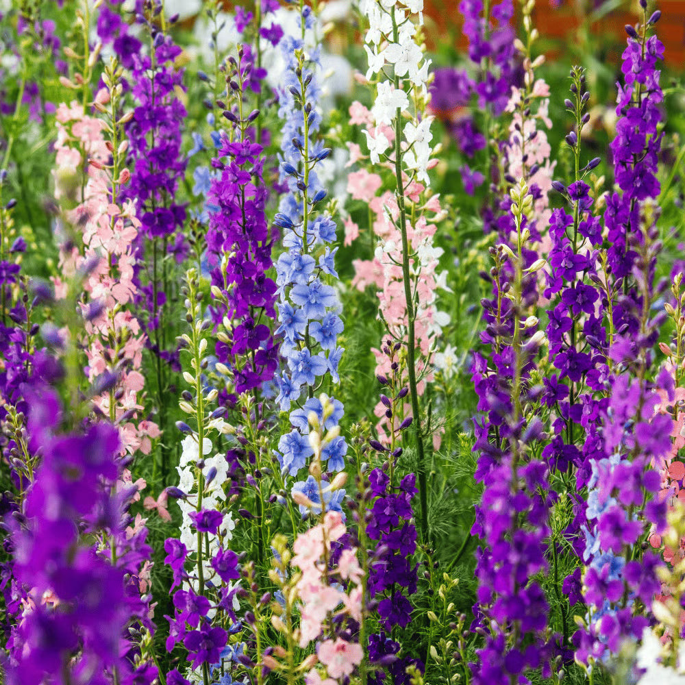 Mixed Larkspur flower seeds for planting in home gardens and flower beds.