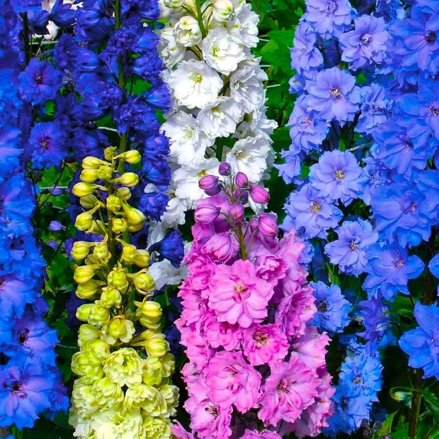 Mixed Larkspur seeds for ornamental landscape planting and cottage gardens.