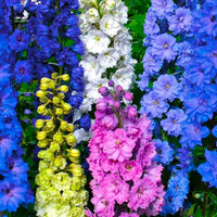 Mixed Larkspur seeds for ornamental landscape planting and cottage gardens.