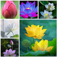 Mixed Lotus aquatic flower seeds suitable for decorative containers.