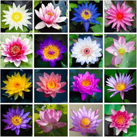 Mixed Lotus seeds for planting in ponds and water gardens.