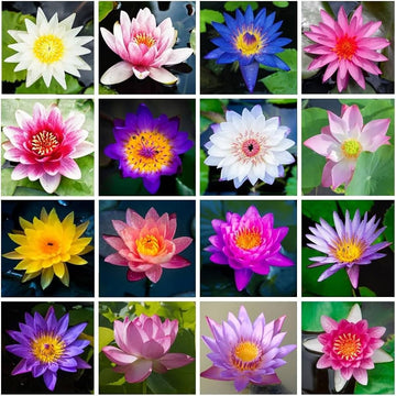 Mixed Lotus seeds for planting in ponds and water gardens.