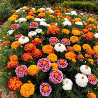 Mixed Color Marigold seeds for colorful ornamental garden displays.