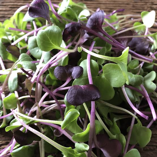 Fresh mixed microgreens growing in an indoor tray.