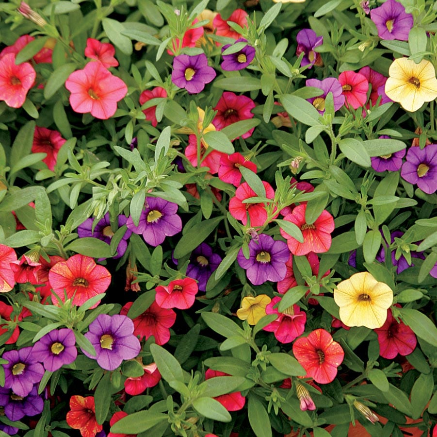 Colorful Mixed Million Bells flowers blooming in decorative patio containers