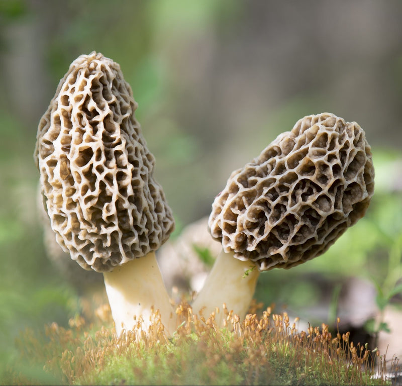 Mixed morel mushroom seeds for planting