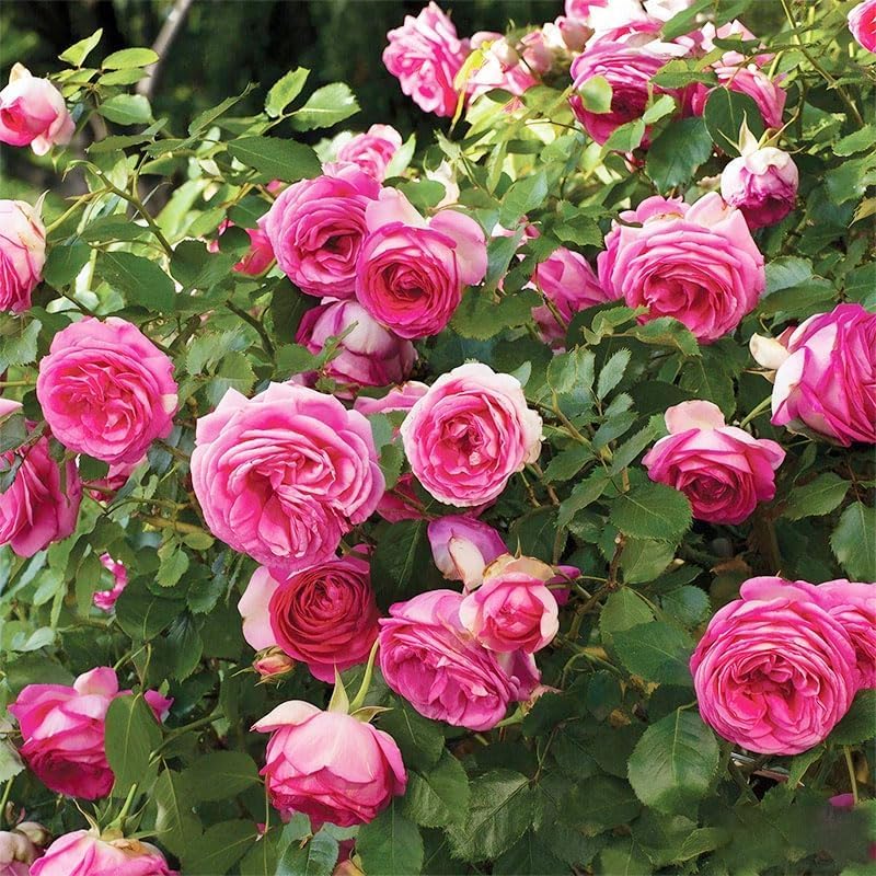 Mixed multicolored rose seeds for planting in home gardens and containers.