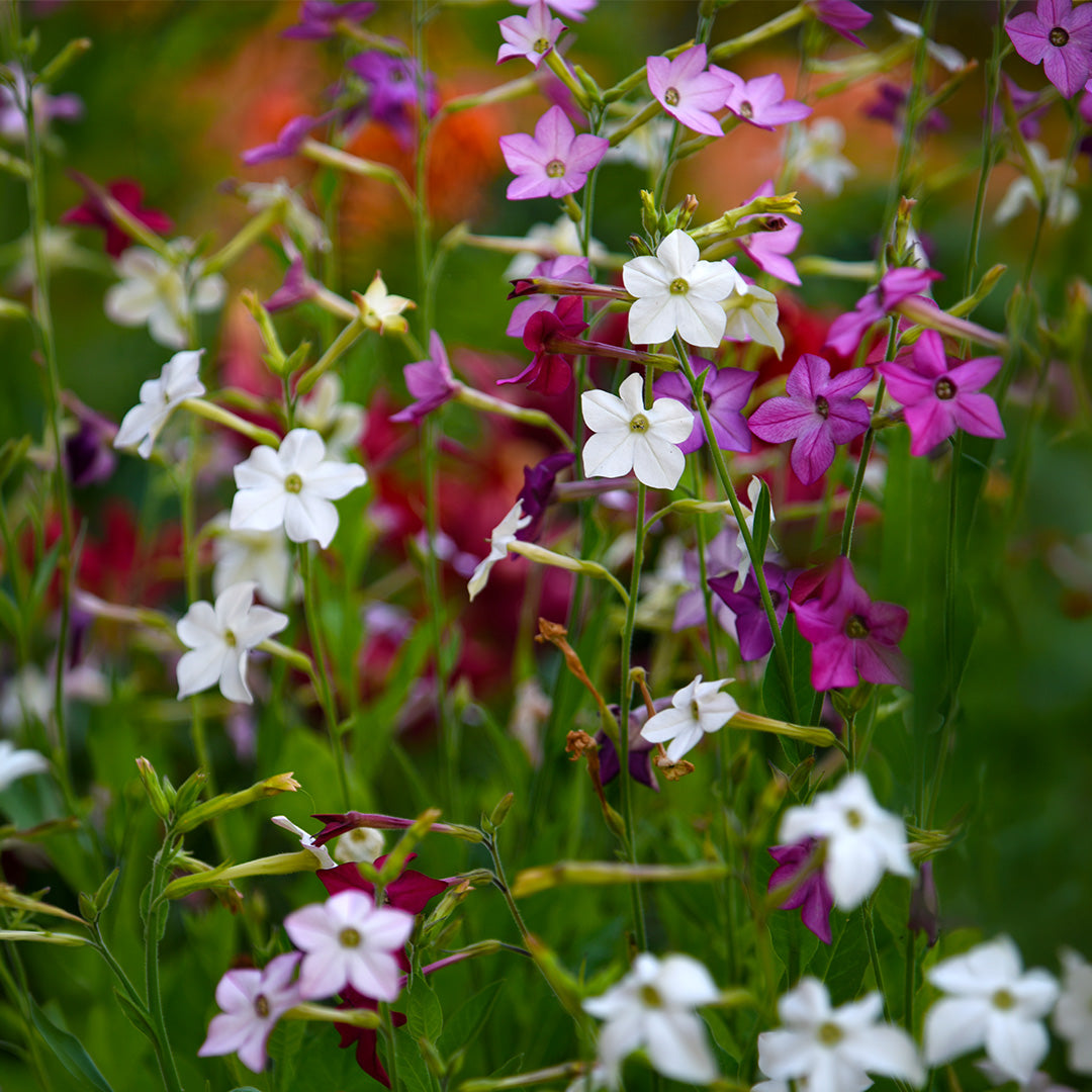Mixed Nicotiana Flowers Growing in Home Garden