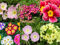 Mixed Oenothera Biennis Seeds for vibrant evening primrose flowers