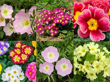 Mixed Oenothera Biennis Seeds for vibrant evening primrose flowers