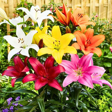 Mixed Oriental Lily bulbs for colorful outdoor garden planting.