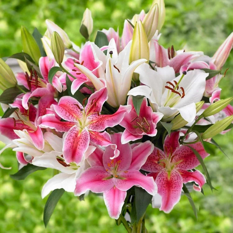 Vibrant Mixed Oriental Lilies growing in a landscape garden.