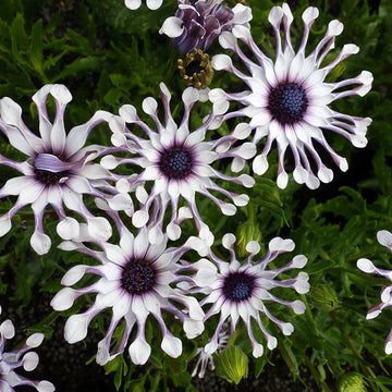 Mixed Osteospermum Spider Daisy Flower Seeds for Planting