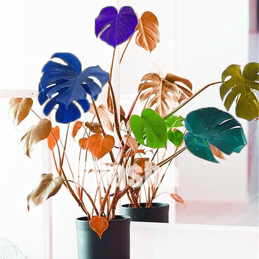 Mixed Palm and Monstera seeds for growing tropical ornamental foliage in home gardens
