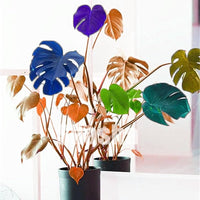 Mixed Palm and Monstera seeds for growing tropical ornamental foliage in home gardens