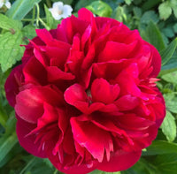 Mixed Peony flower bulbs for planting in home gardens and flower beds.