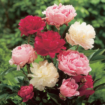 Mixed Peony Jumbo roots for colorful garden planting.