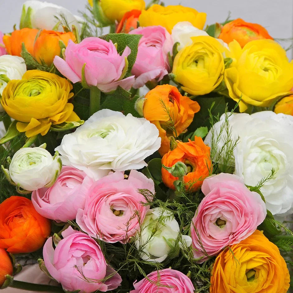 Mixed Peony Ranunculus Seeds for Planting