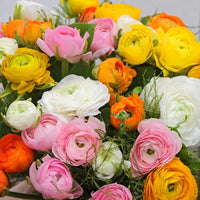 Mixed Peony Ranunculus Seeds for Planting