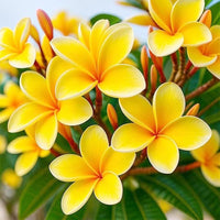 Mixed Plumeria flower seeds for ornamental gardens and decorative landscape planting.