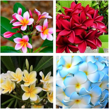 Mixed Plumeria rubra flower seeds for planting in home gardens and tropical landscapes.