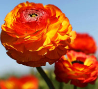 Mixed Peony Ranunculus Flowers Growing in Garden