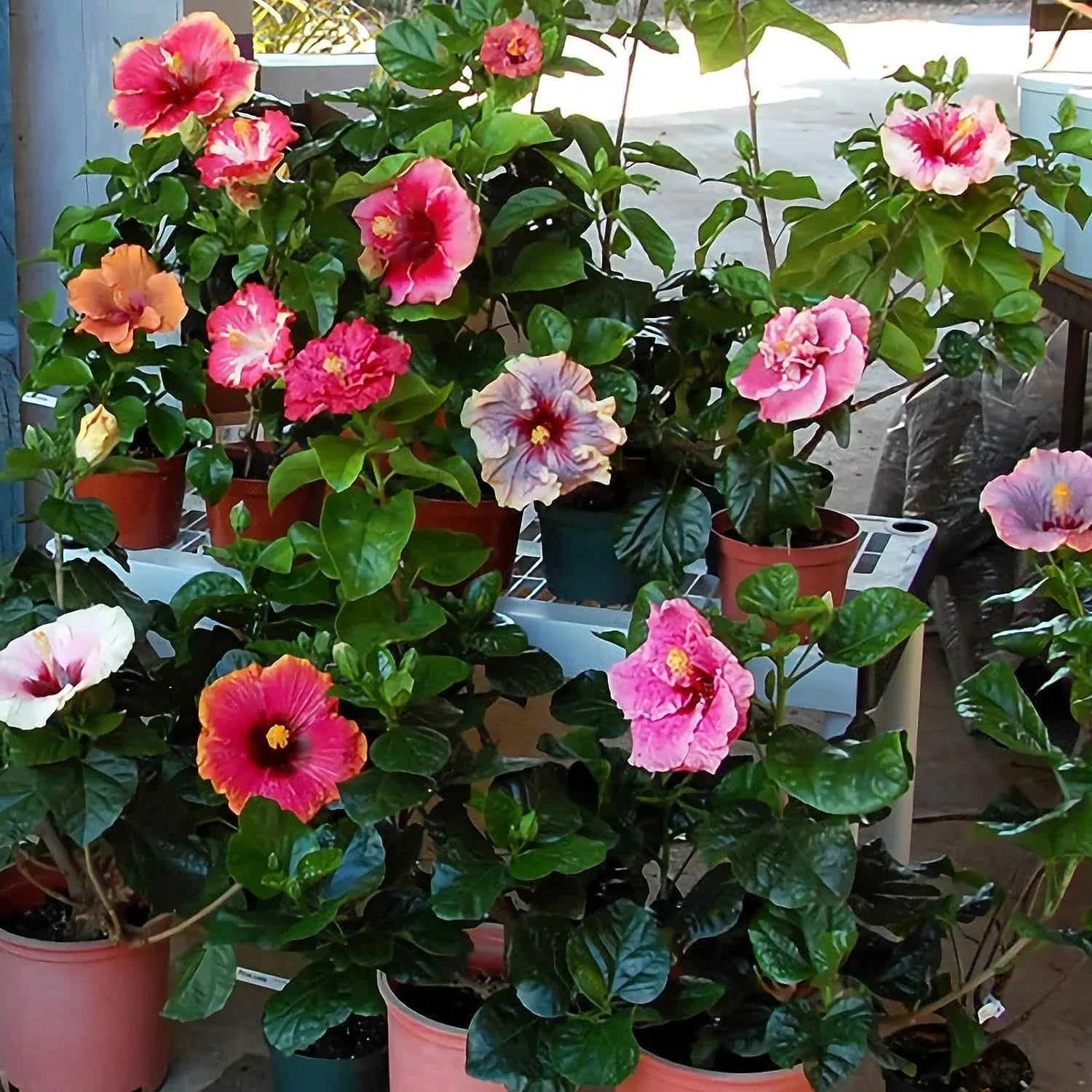 Mixed rare hibiscus flower seeds for colorful perennial garden planting