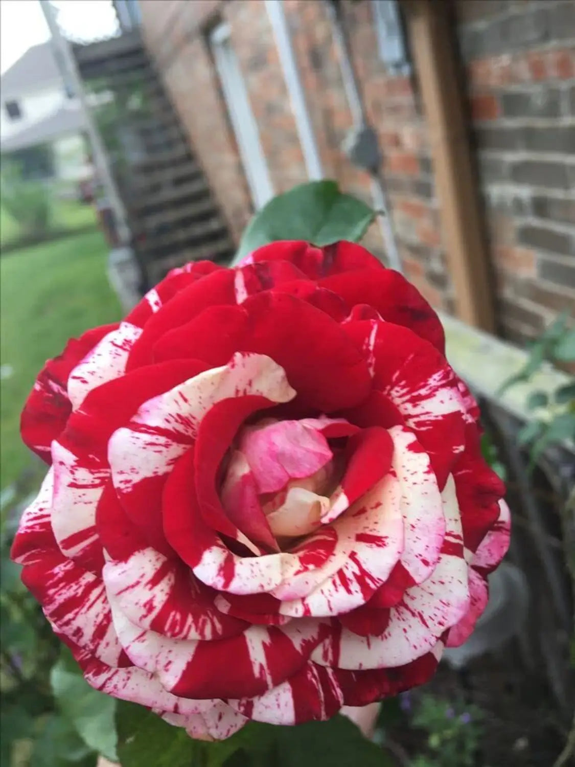 Mixed red and white rose bushes growing in a garden