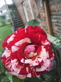 Mixed red and white rose bushes growing in a garden