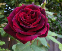 Mixed Climbing Rose seeds for ornamental vertical gardens and decorative landscapes.