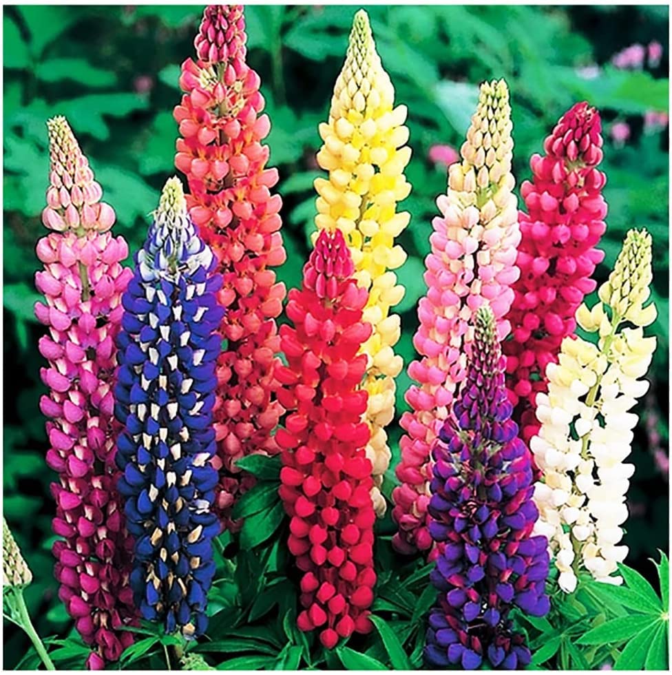 Mixed Russell’s Lupine flower seeds for garden planting