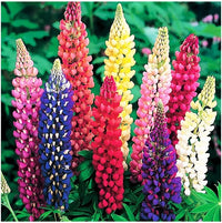 Mixed Russell’s Lupine flower seeds for garden planting