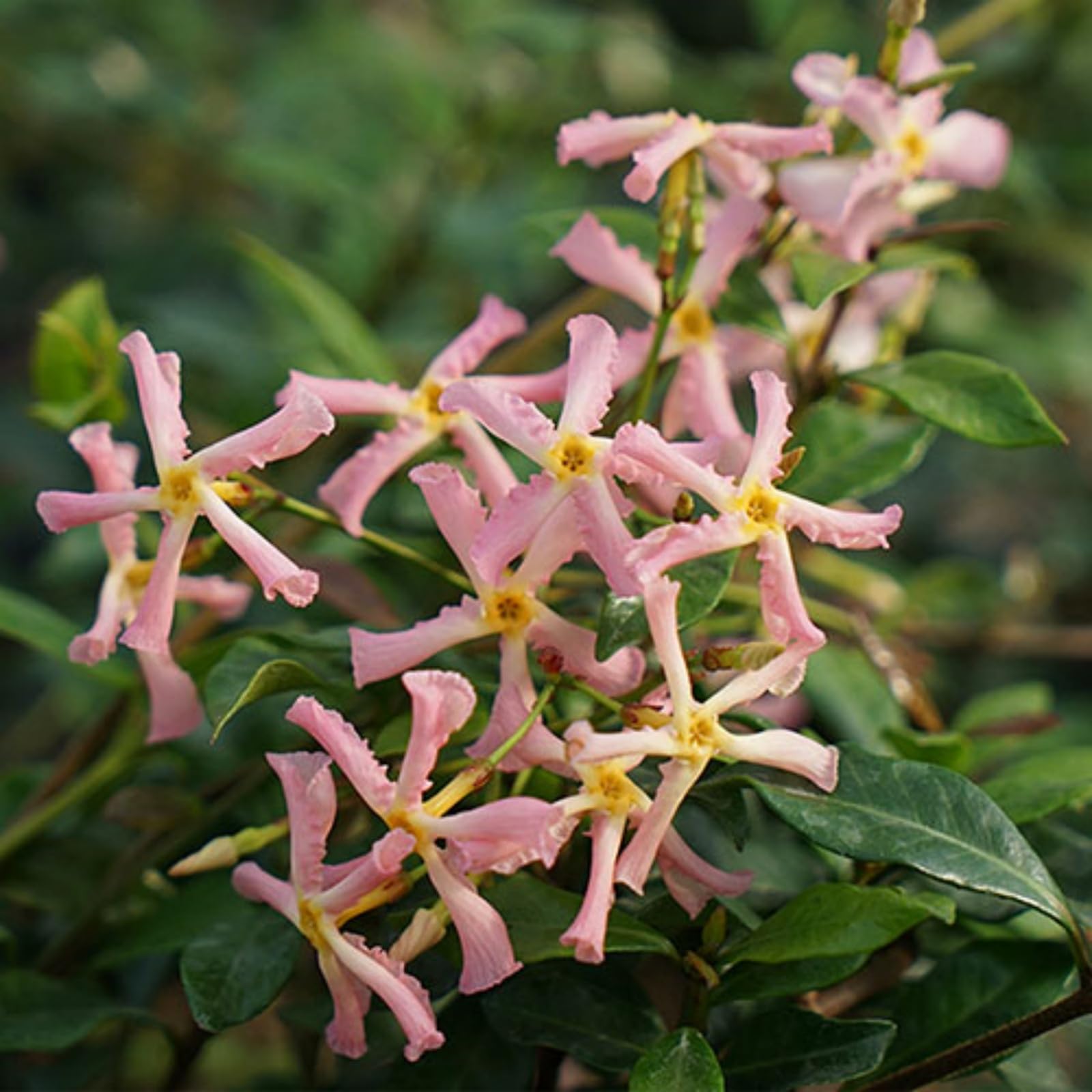 Mixed Star Jasmine Flower Seeds for Planting