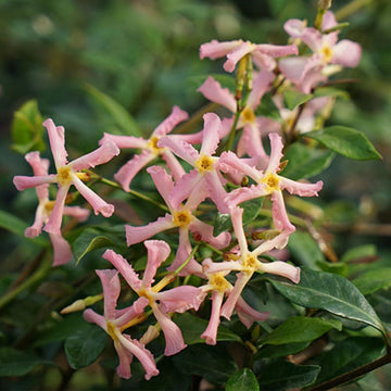 Mixed Star Jasmine Flower Seeds for Planting