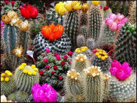 Assorted perennial cacti creating a colorful succulent display.