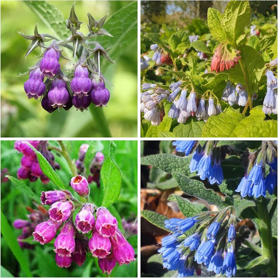 Mixed Symphytum Officinale Comfrey Seeds for Planting