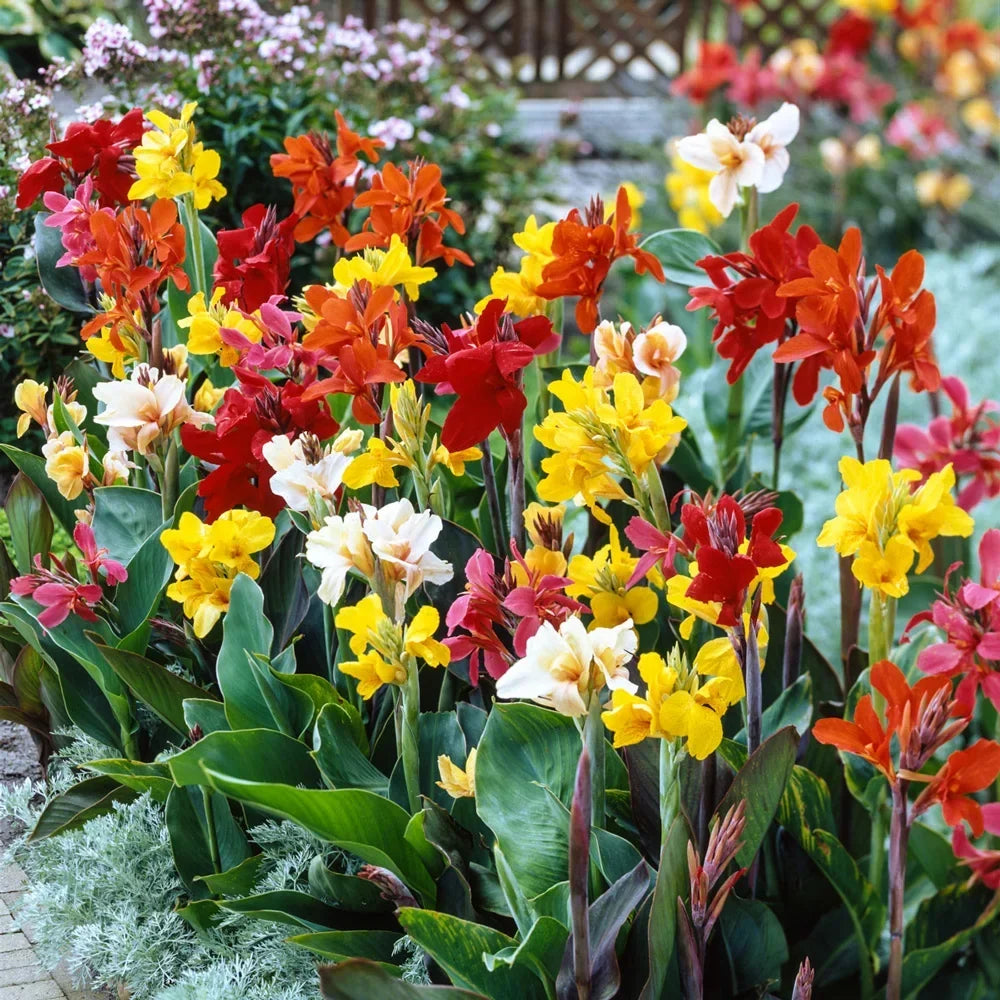 Mixed Tall Canna Lily bulbs for colorful garden planting.