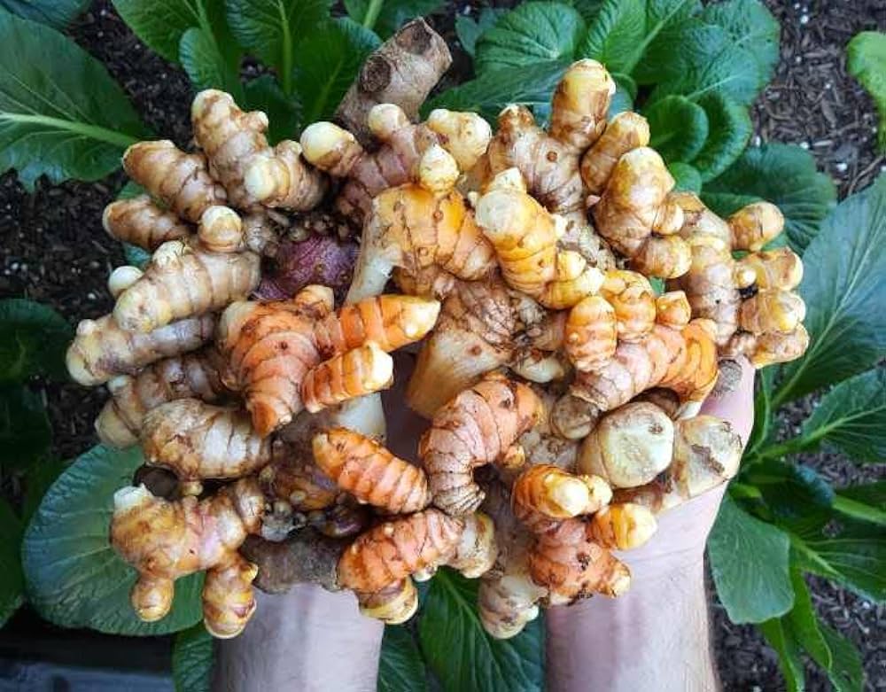 Mixed turmeric plants growing in a healthy home garden.