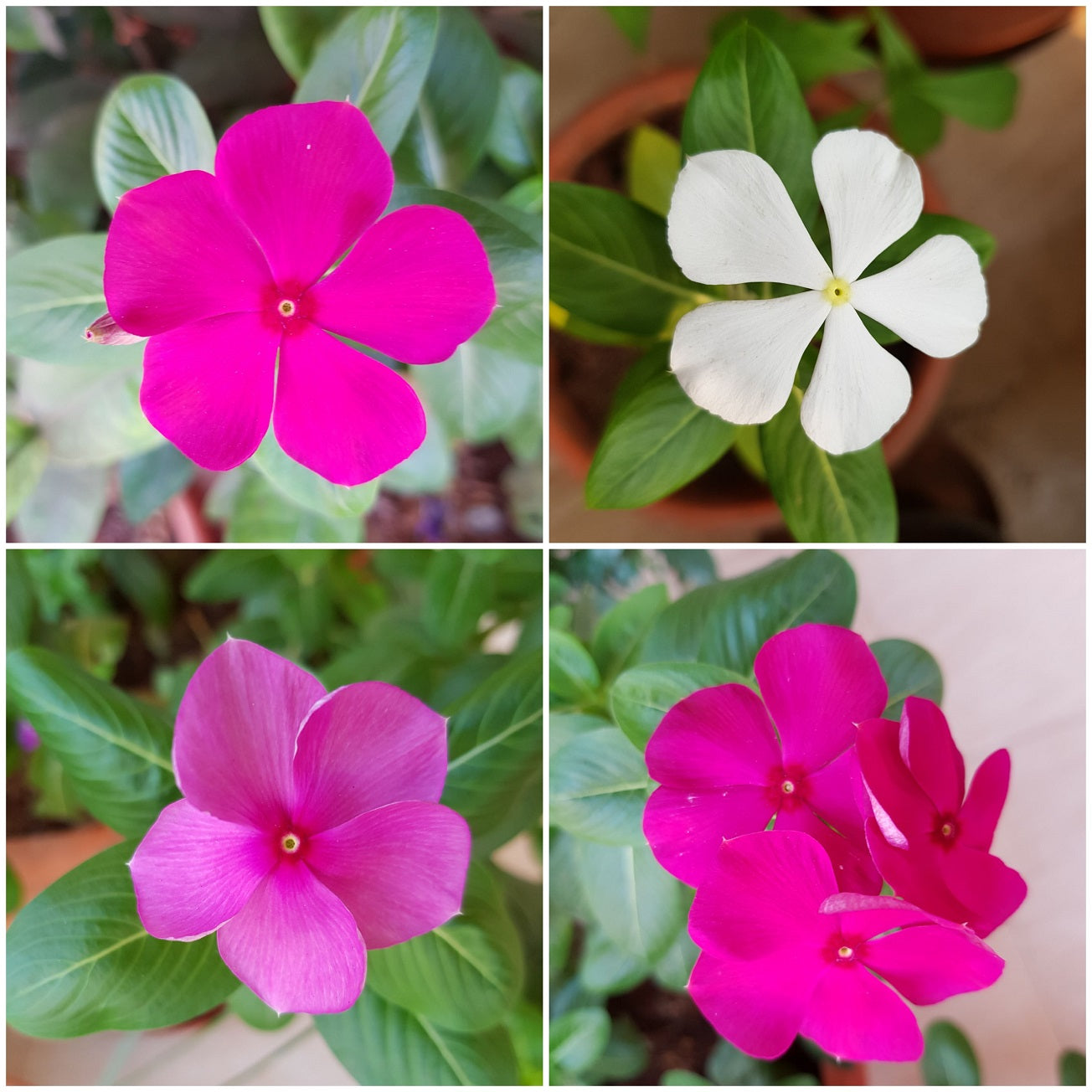 Mixed Vinca Periwinkle seeds for ornamental landscape planting and colorful garden displays.